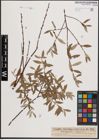 Foto von Salix daphnoides Vill. x Salix repens L.